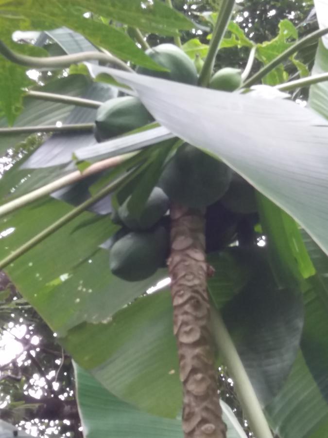 Bosque Dos Esquilos Abraão Esterno foto
