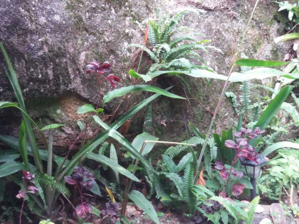 Bosque Dos Esquilos Abraão Esterno foto